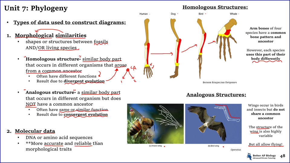 L6- Phylogeny